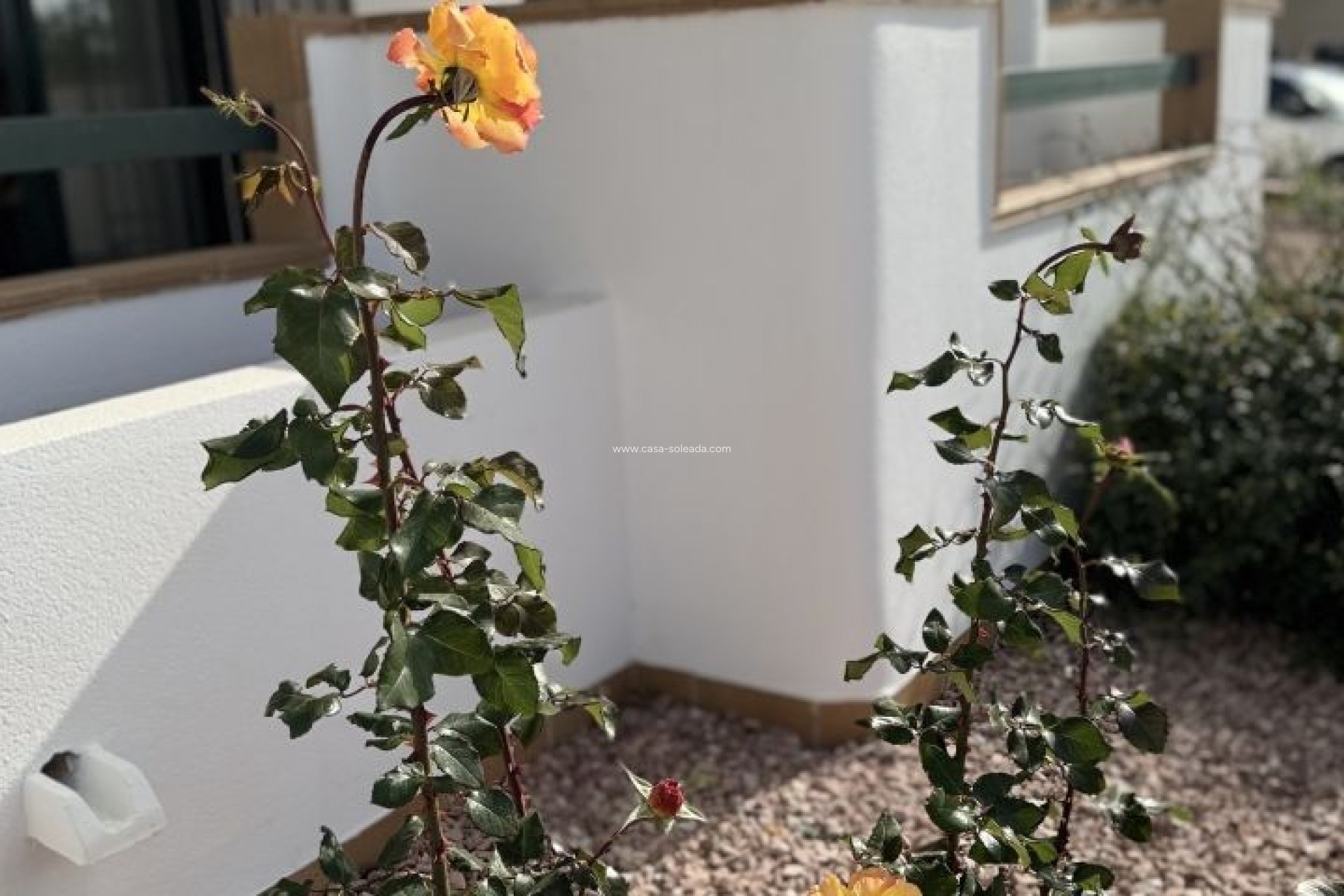 Herverkoop - Appartement / flat - Orihuela Costa - Costa Blanca