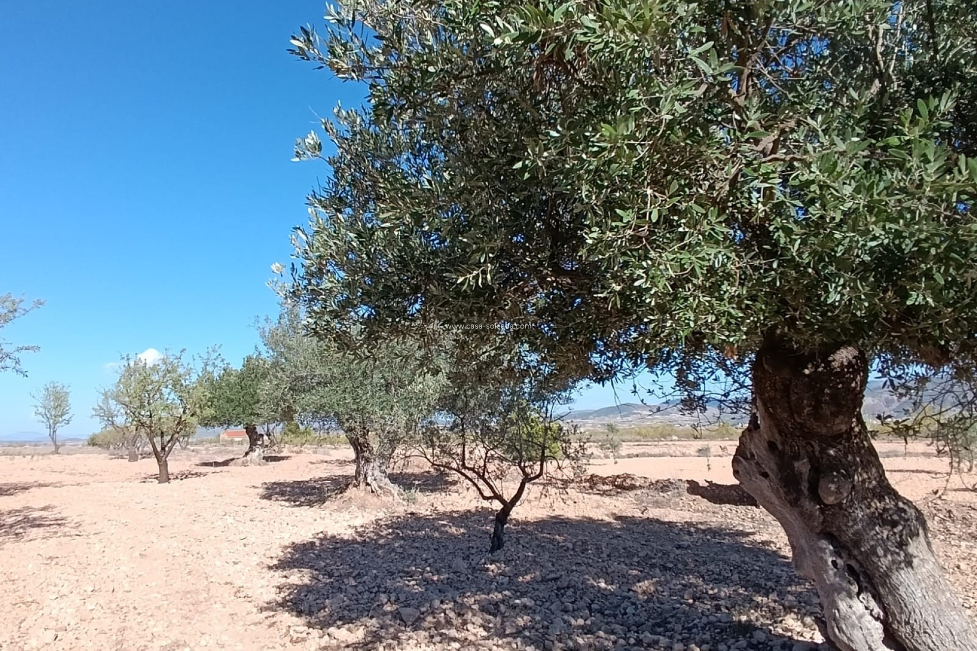 Herverkoop - Country Property/Finca - Jumilla - Inland