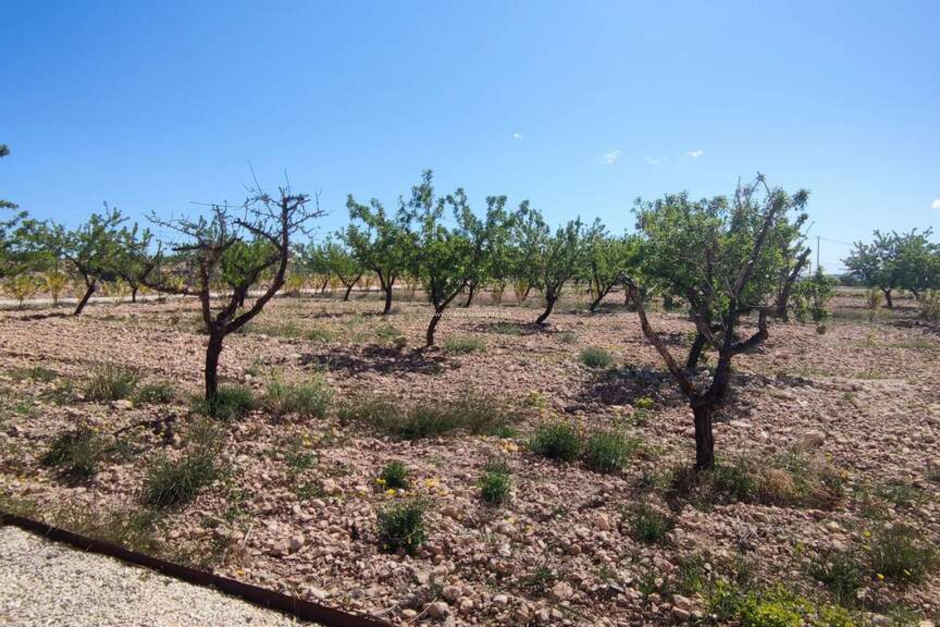 Herverkoop - Villa - Pinoso - Inland