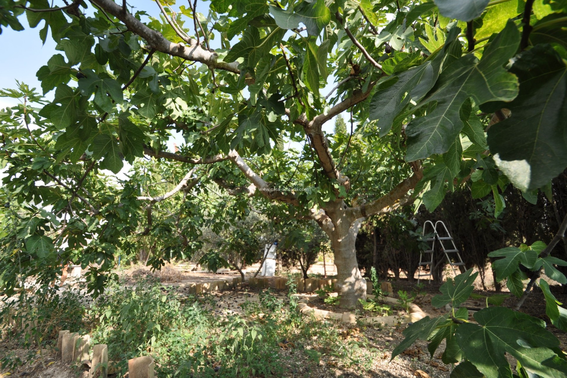 Resale - Country Property/Finca - Pinoso - Inland