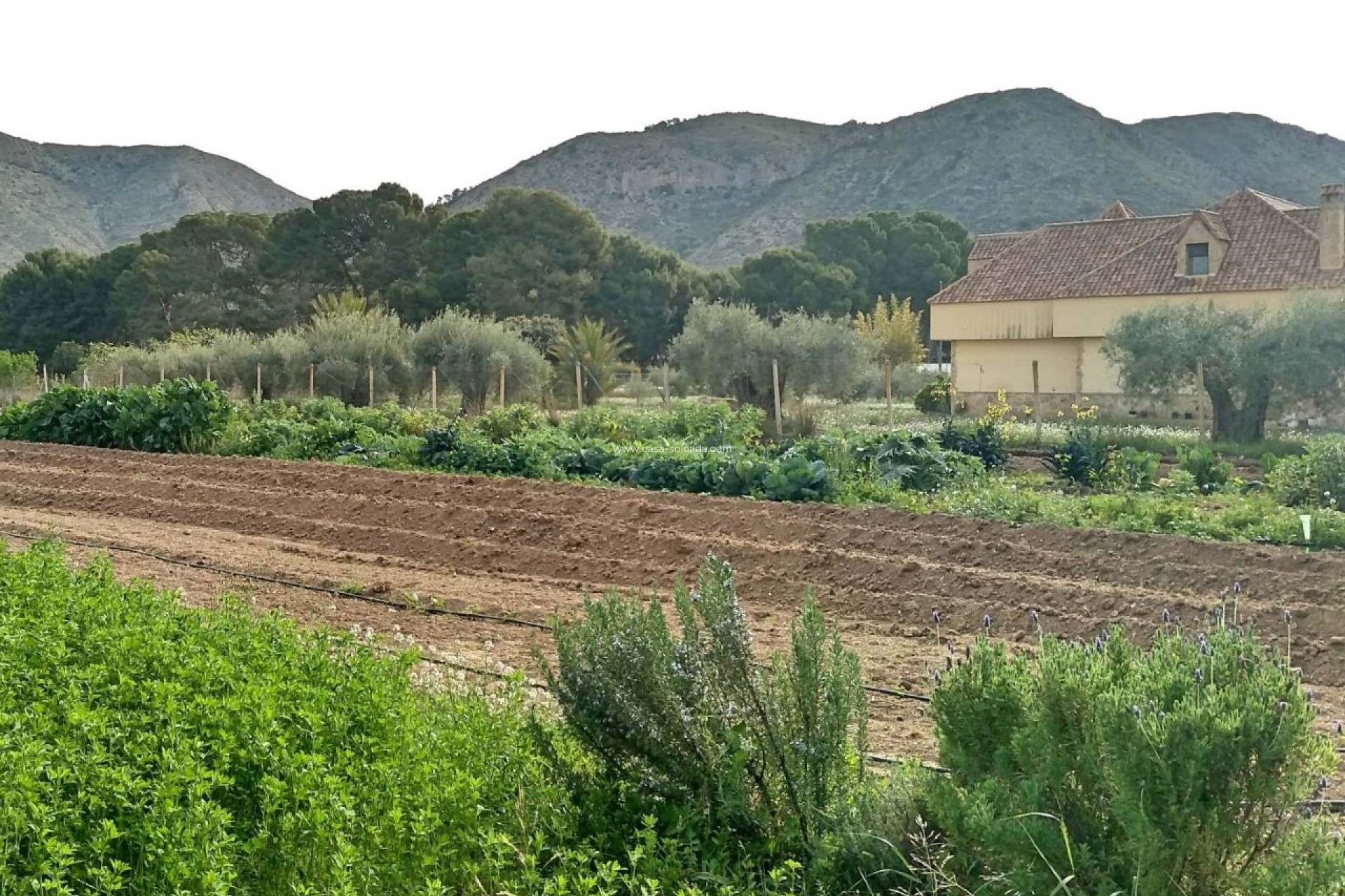 Resale - Villa - Aspe - Inland
