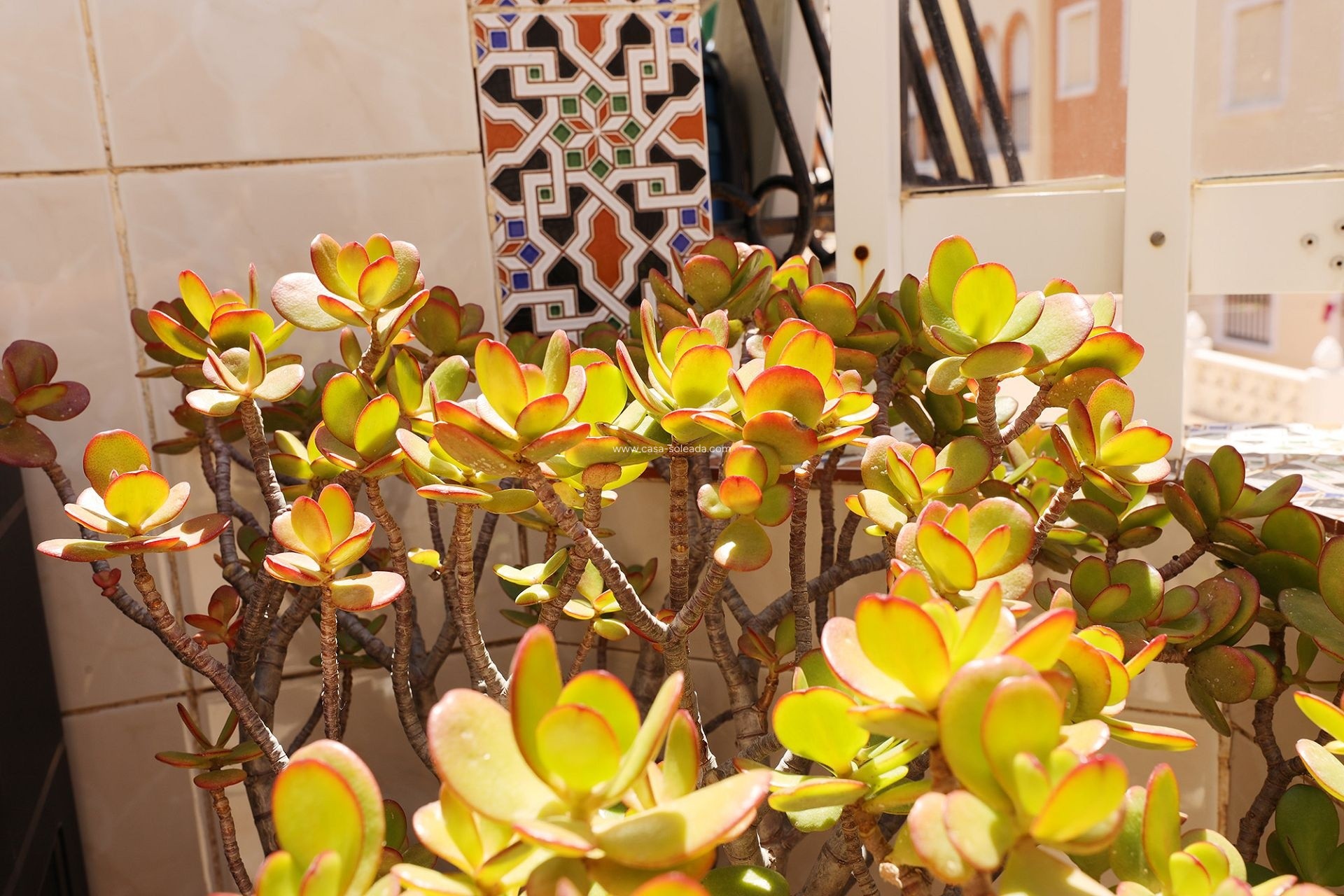 Reventa - Apartamento / piso - Torrevieja - Costa Blanca