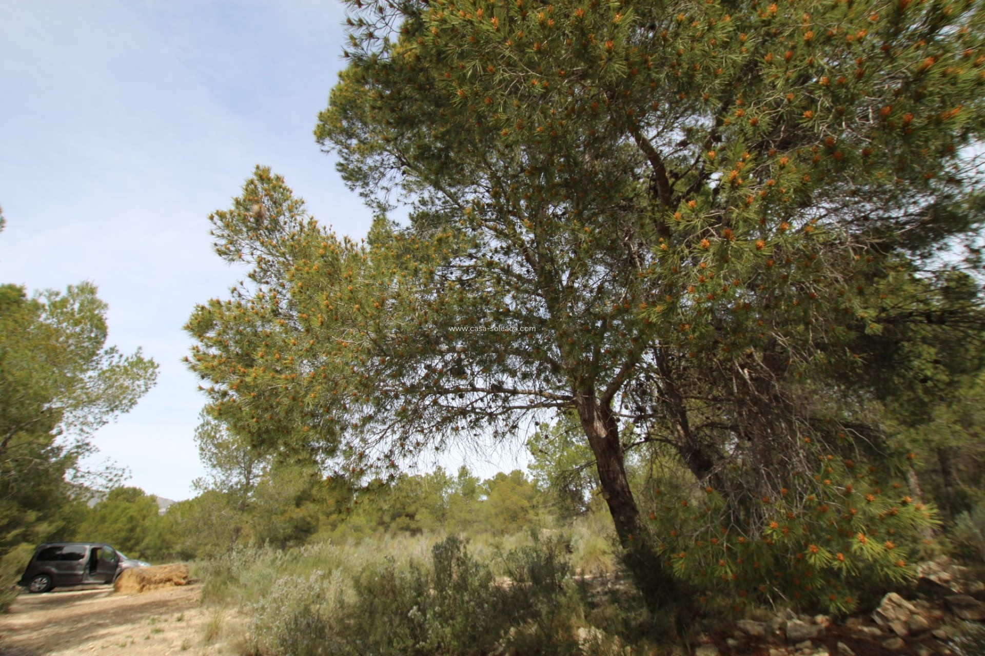 Revente - Country Property/Finca - Monóvar - Inland