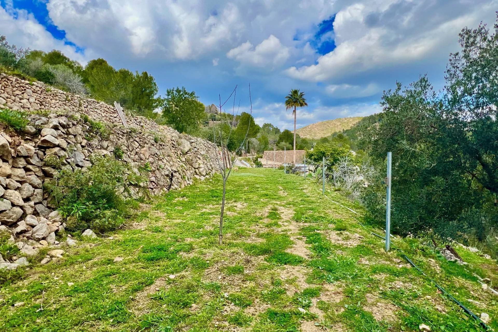 Revente - Country Property/Finca - Pinoso - Inland
