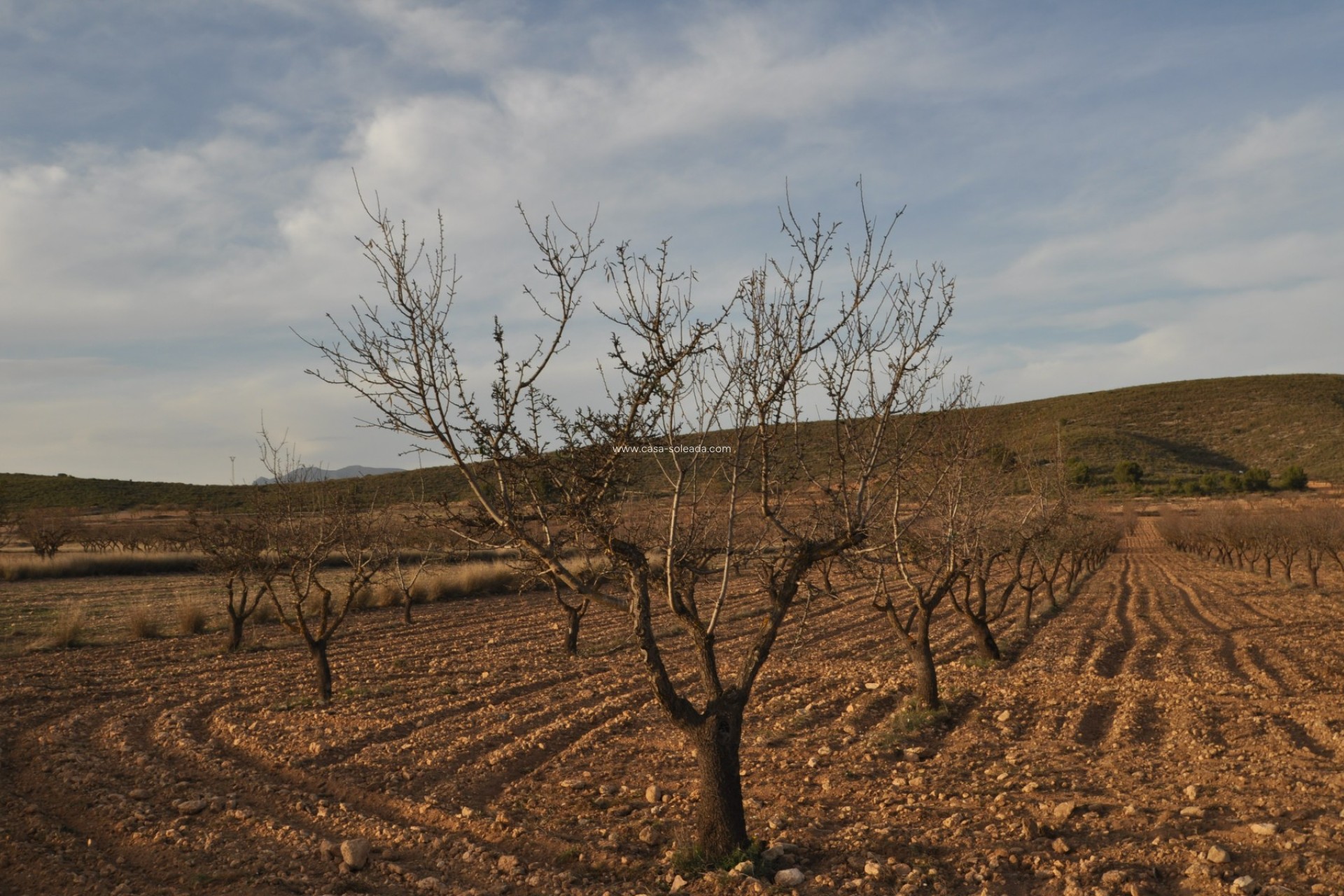 Revente - Land - Abanilla - Inland