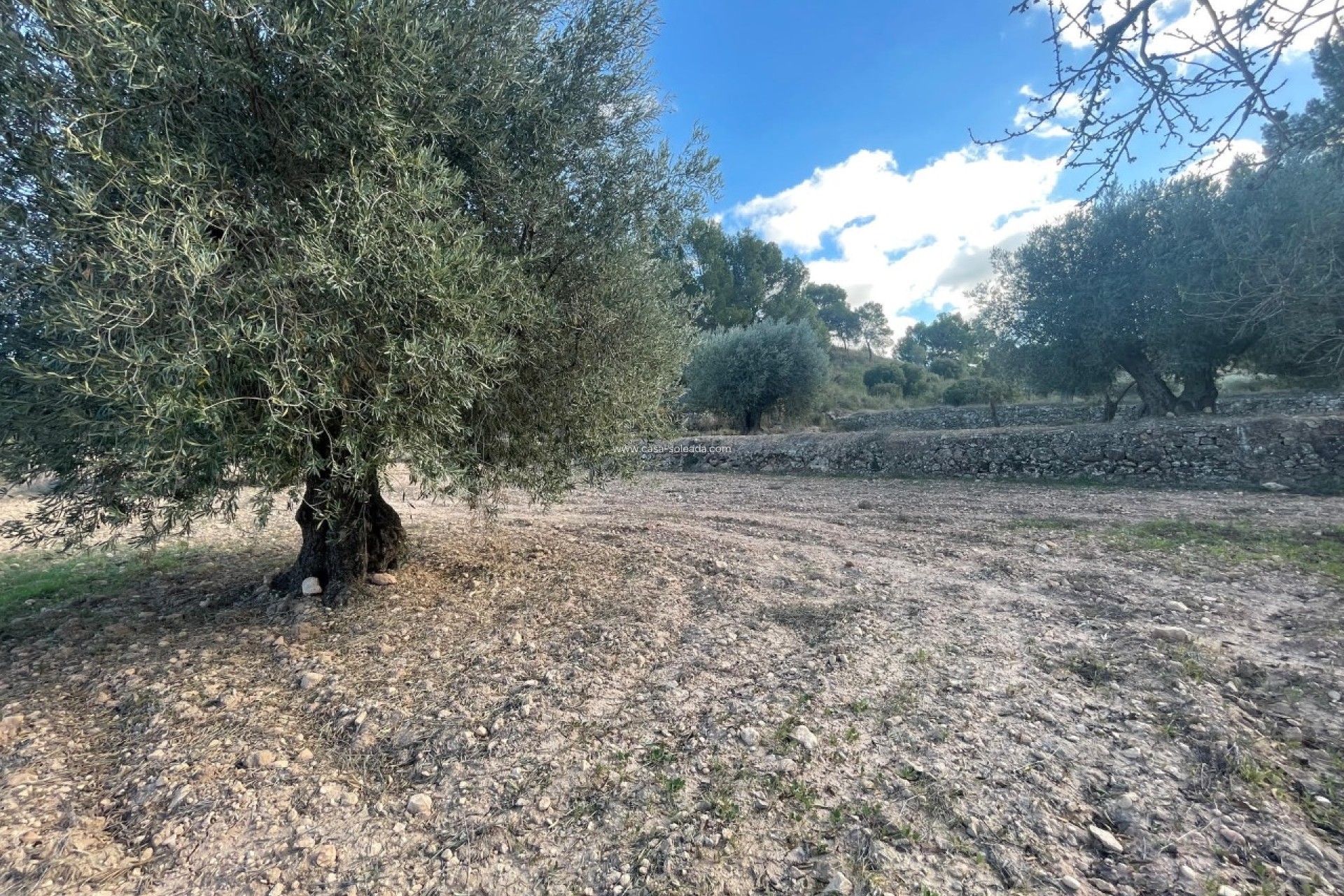 Revente - Land - La Zarza - Inland
