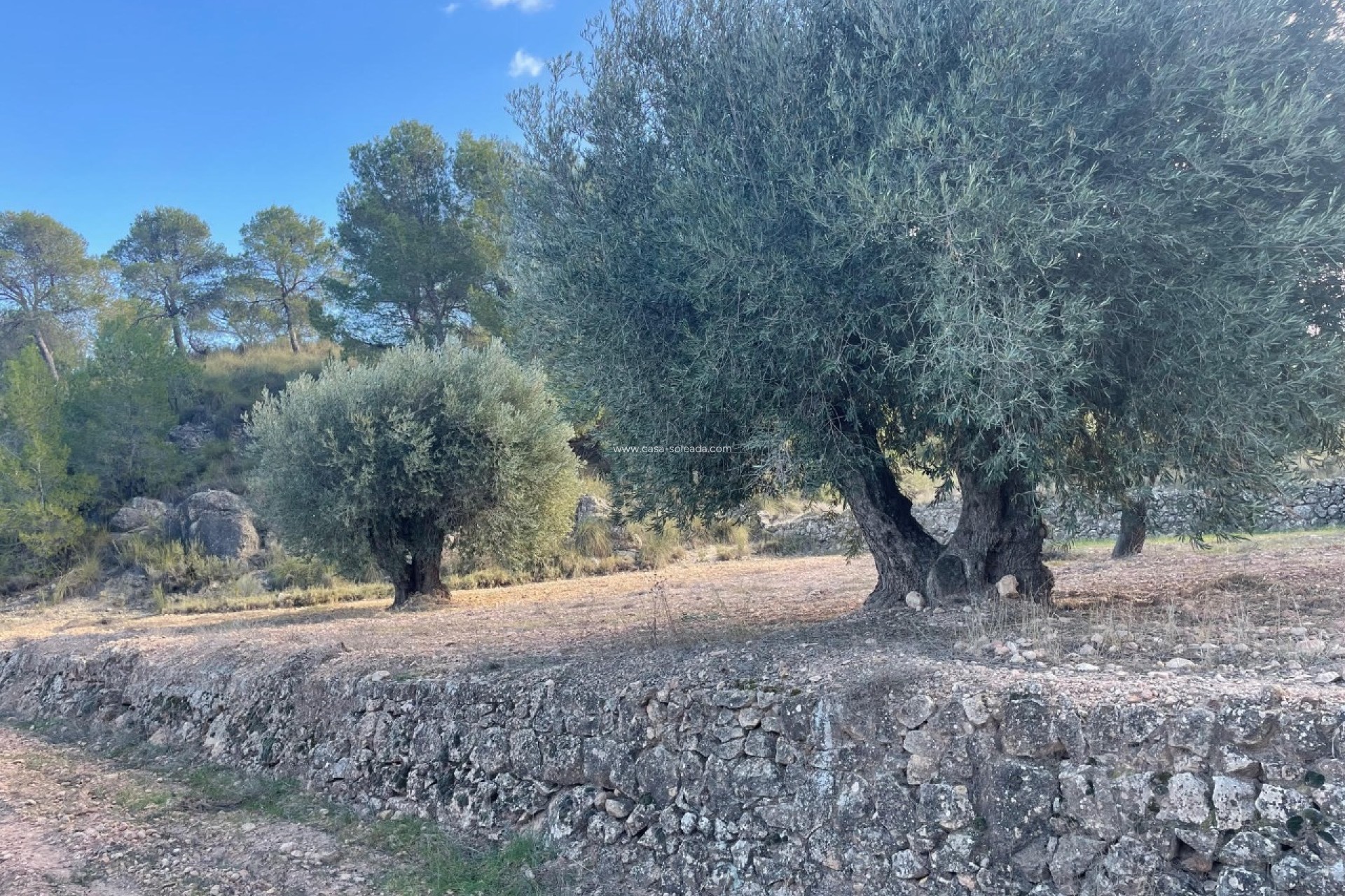 Revente - Land - La Zarza - Inland