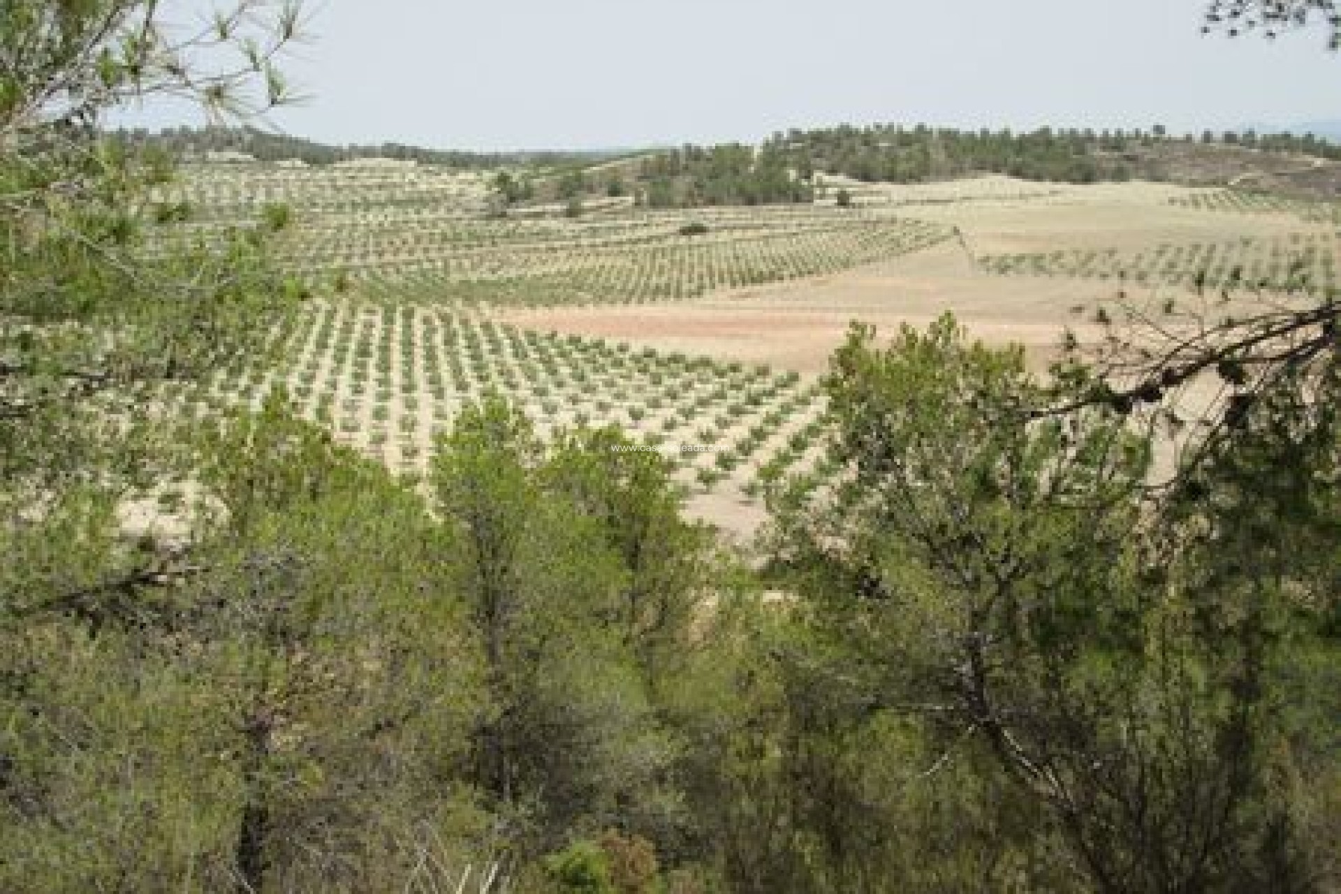 Revente - Land - Murcia