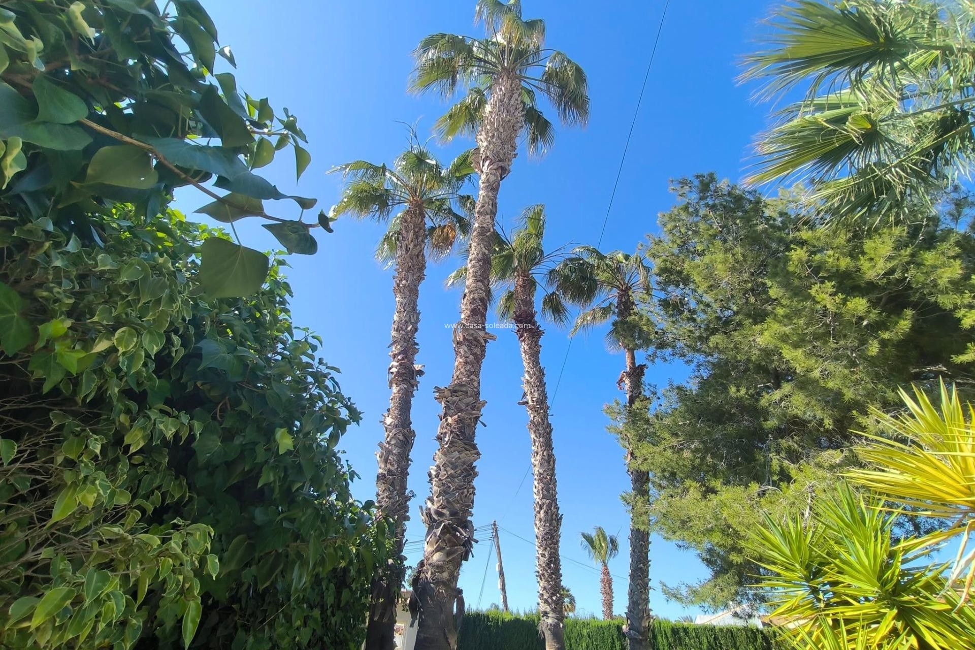 Revente - Villa - Torrevieja - La Siesta