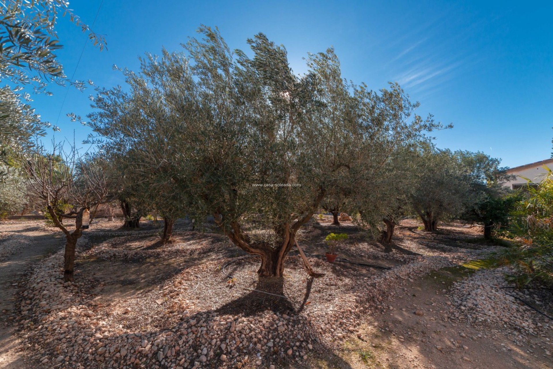 Wiederverkauf - Country Property/Finca - Albatera - Inland