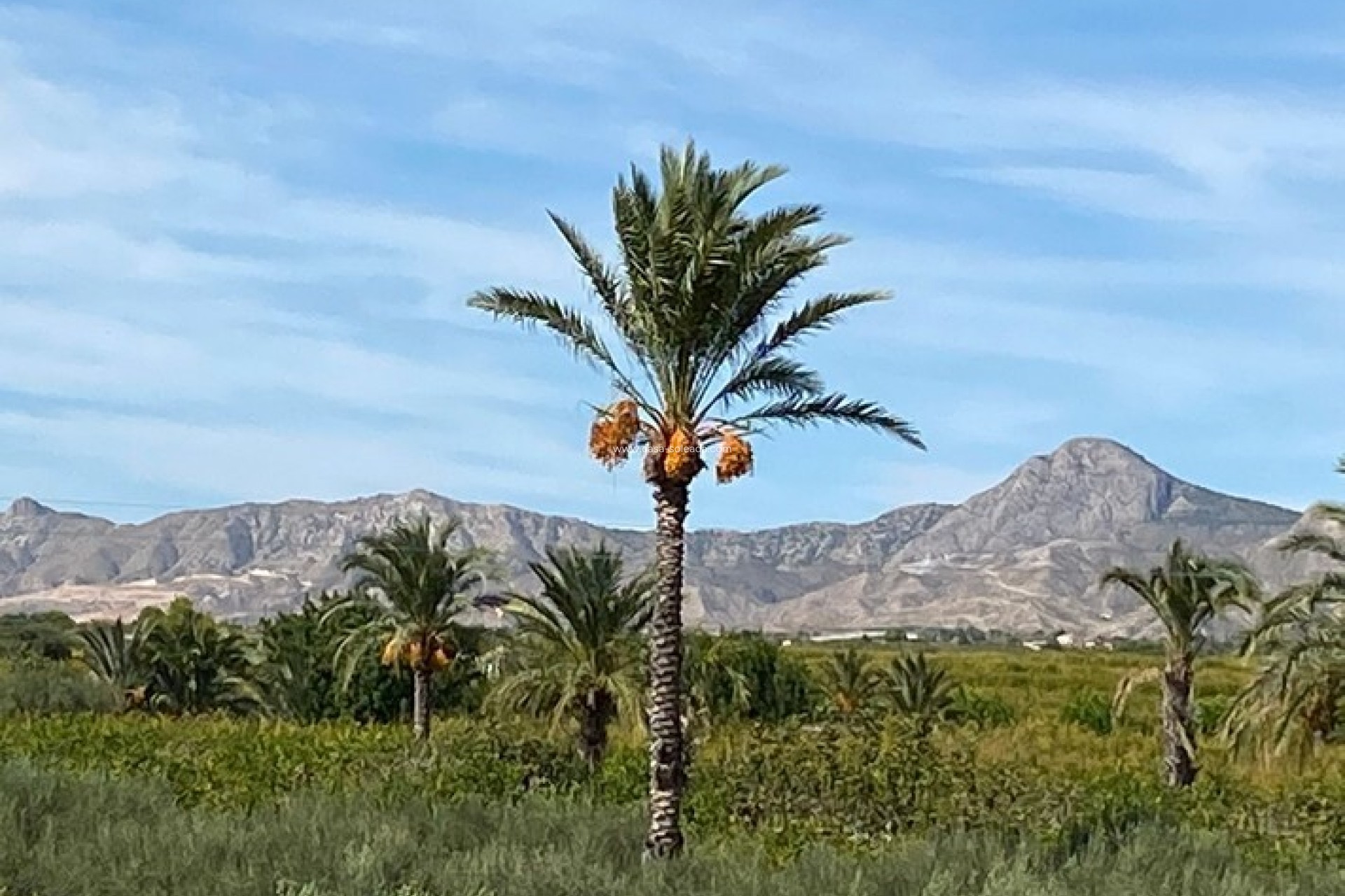 Wiederverkauf - Country Property/Finca - Albatera - Inland