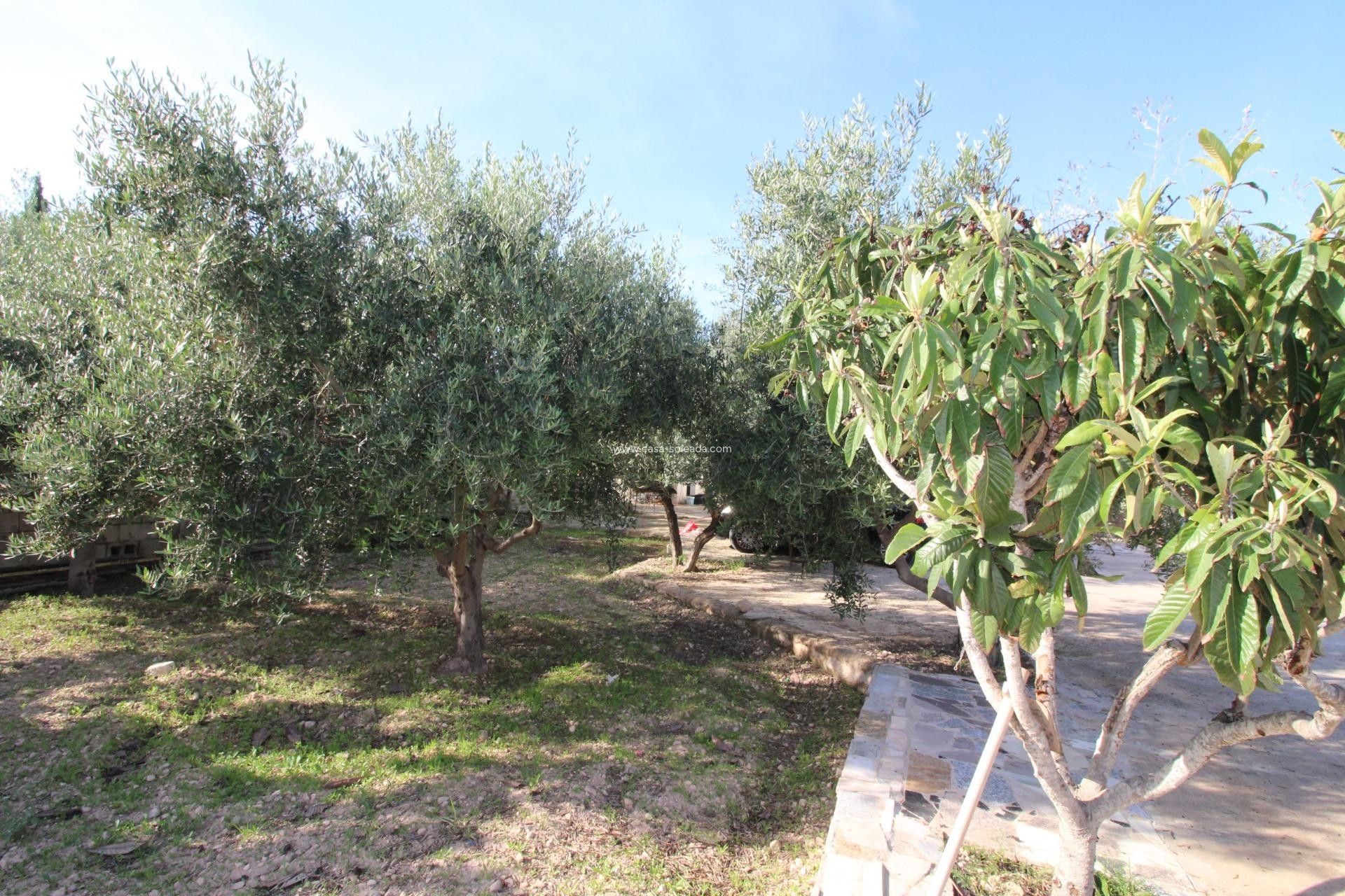 Wiederverkauf - Country Property/Finca - Crevillente - P.catxapets