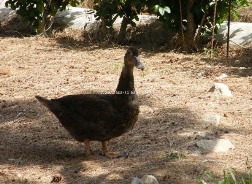 Wiederverkauf - Country Property/Finca - Daya Nueva - Costa Blanca