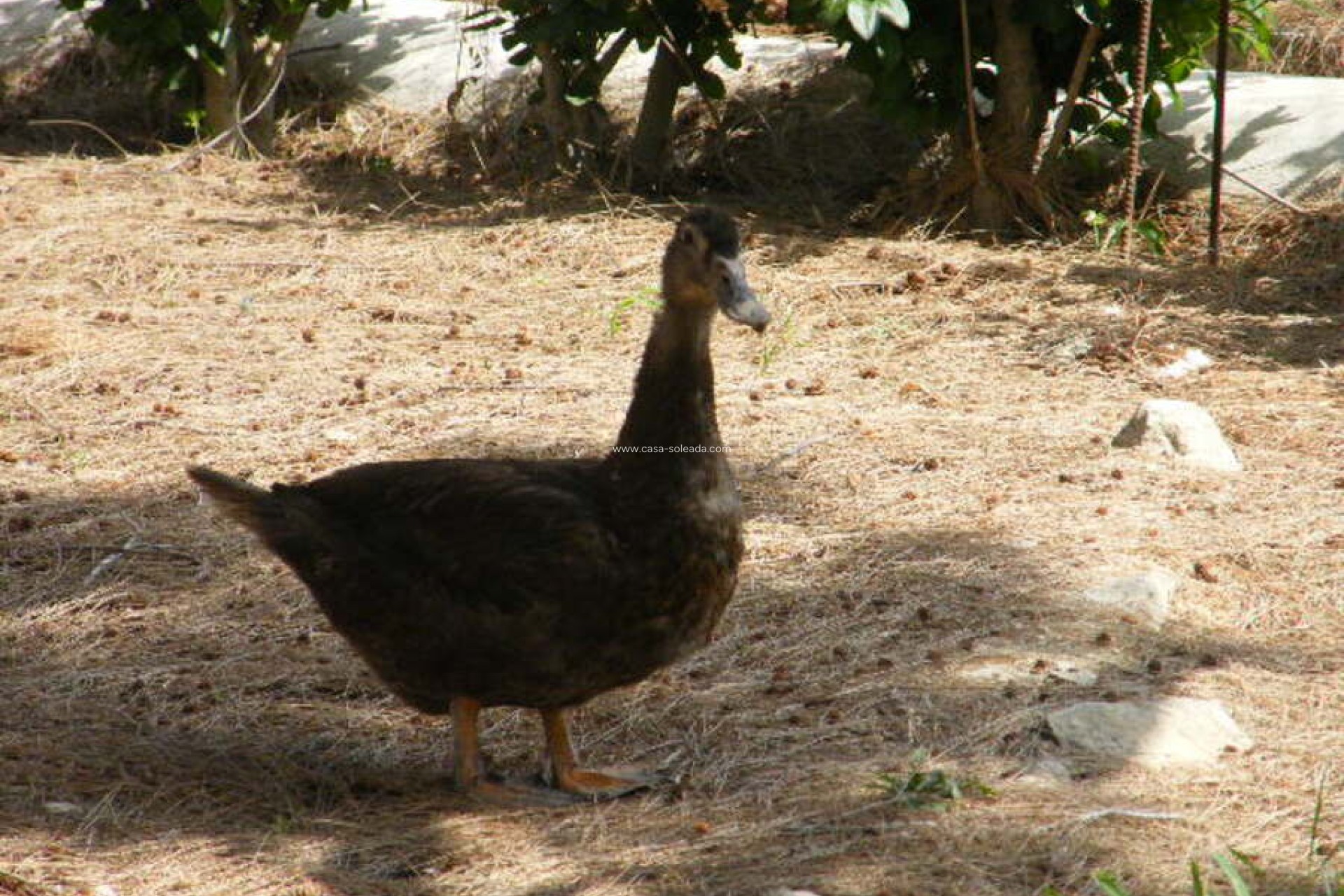 Wiederverkauf - Country Property/Finca - Daya Nueva - Costa Blanca