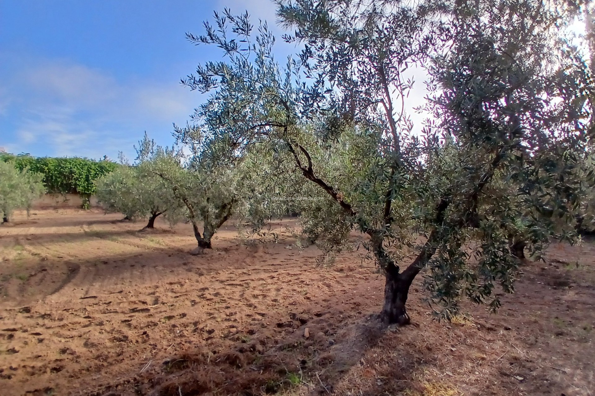 Wiederverkauf - Country Property/Finca - Jumilla - Inland