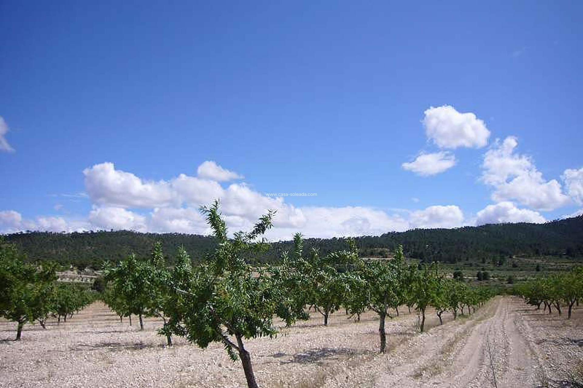 Wiederverkauf - Country Property/Finca - Salinas - Inland