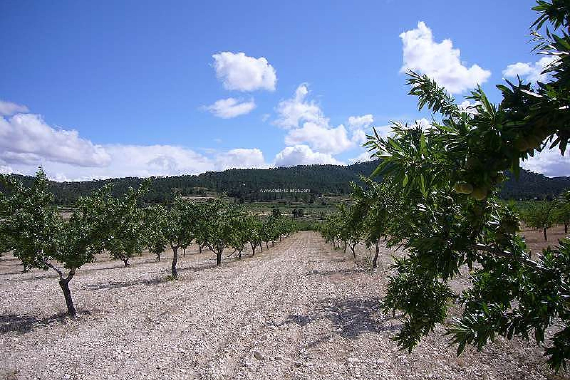 Wiederverkauf - Country Property/Finca - Salinas - Inland