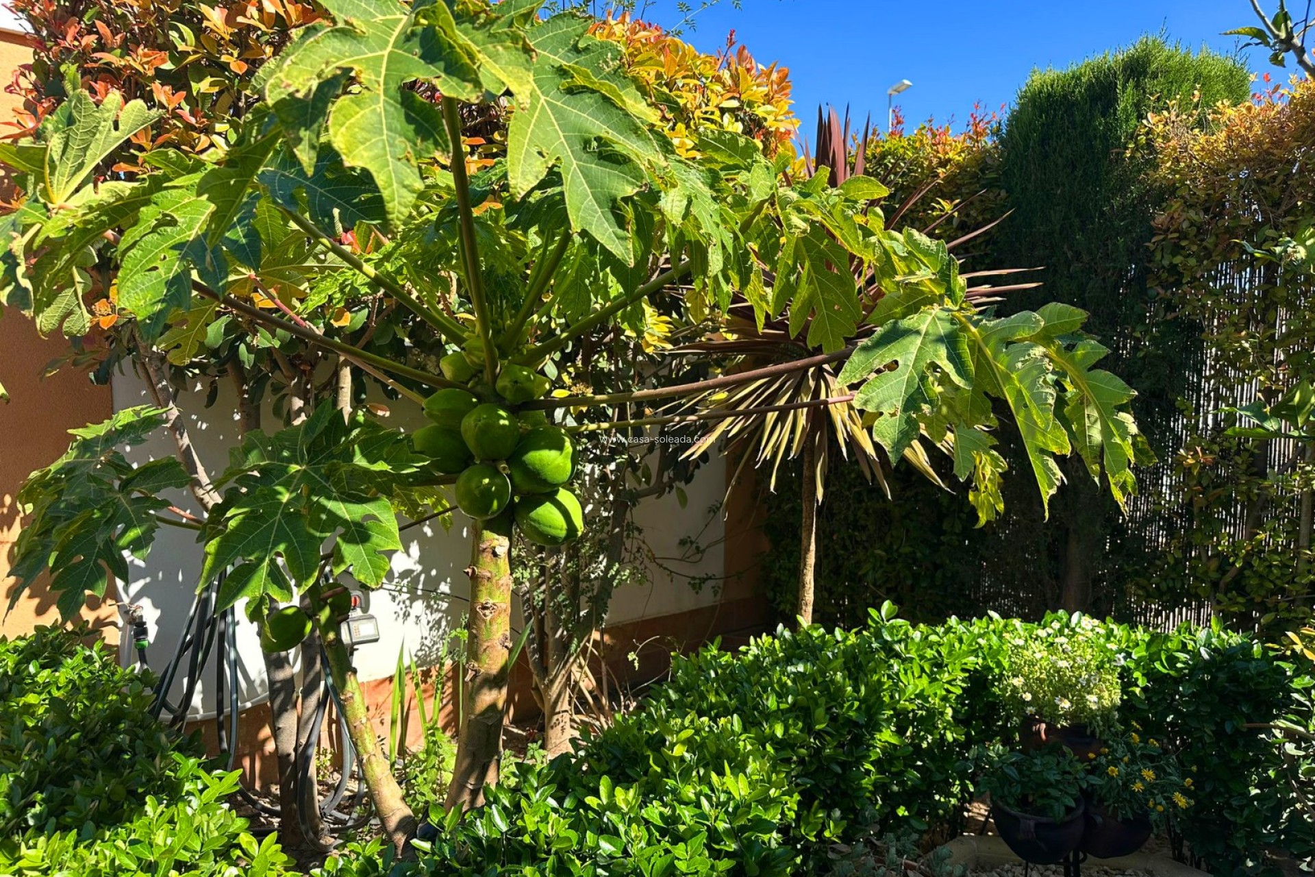 Wiederverkauf - Villa - Guardamar del Segura - Costa Blanca
