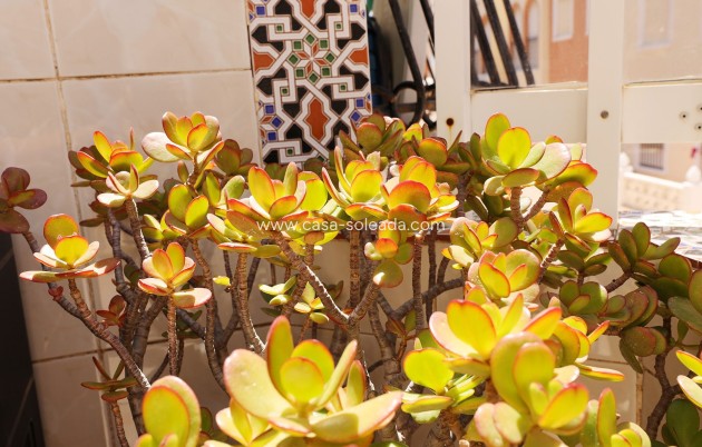 Reventa - Apartamento / piso - Torrevieja - Costa Blanca
