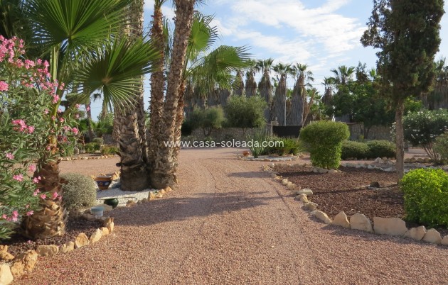 Reventa - Finca / Country Property - Daya Vieja - Daya vieja