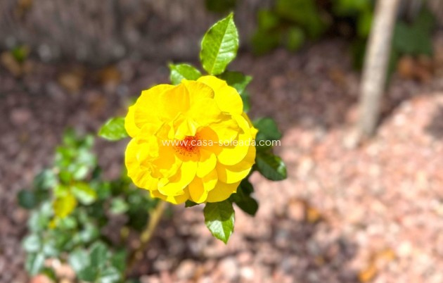 Resale - Apartment / flat - Orihuela Costa - Costa Blanca
