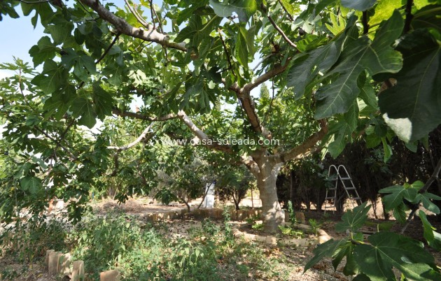 Resale - Country Property/Finca - Pinoso - Inland